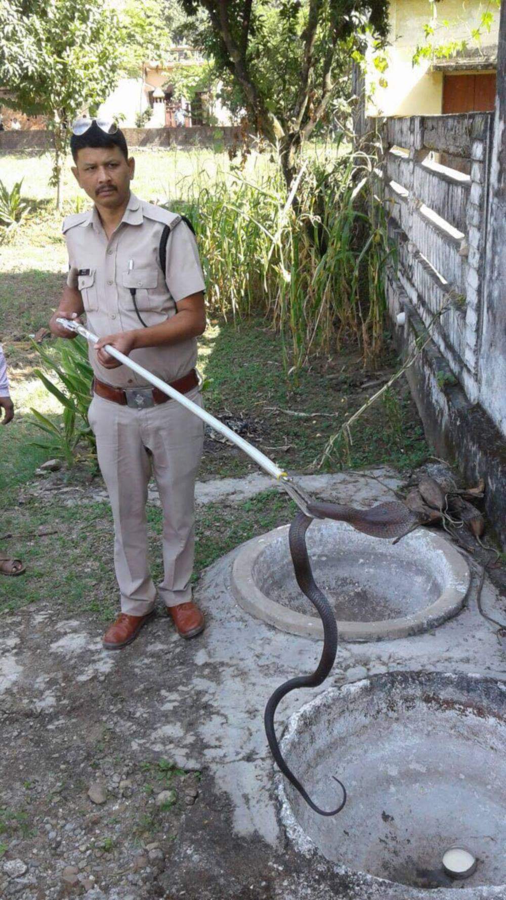 big king cobra hiding itself under the basket