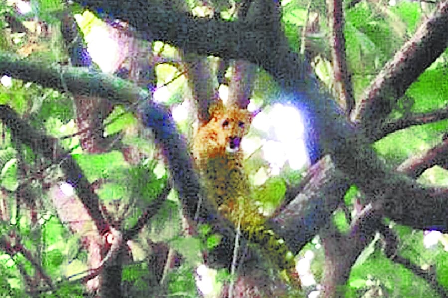 leopard comes out of forest in bahraich.
