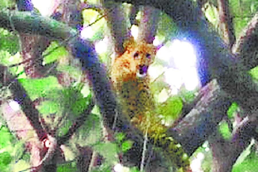 leopard comes out of forest in bahraich.