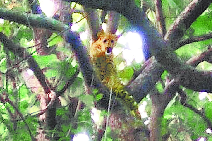 leopard comes out of forest in bahraich.