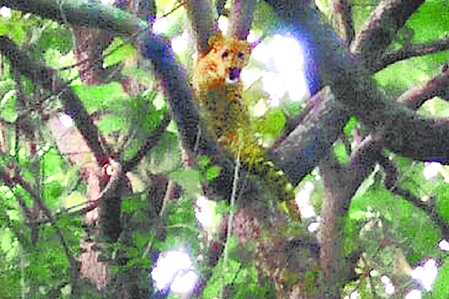 leopard comes out of forest in bahraich.