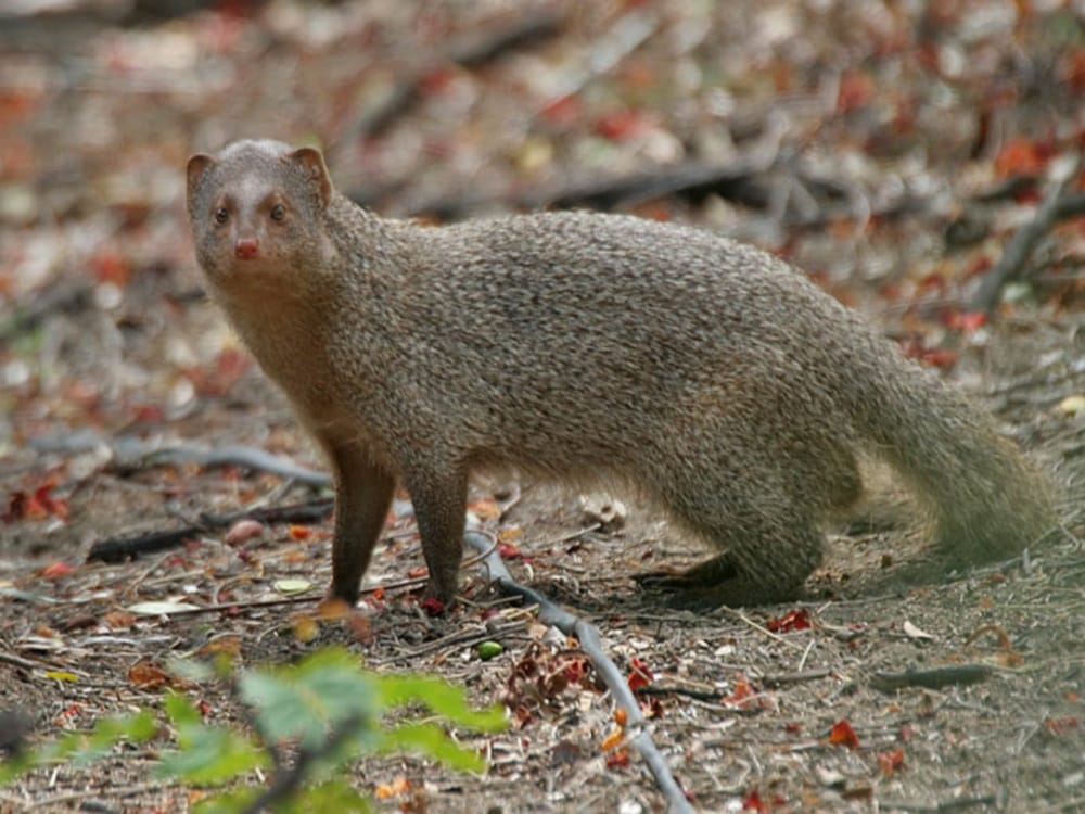 Switzerland science understands language of Mongoose