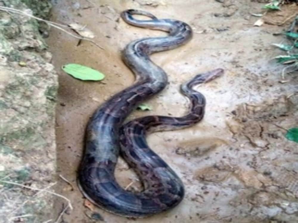 Giant Python found in colony garbage 