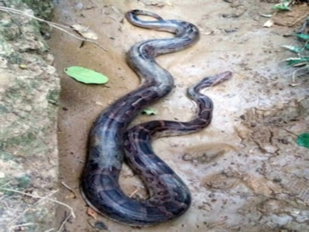 giant python stucked in Fish net