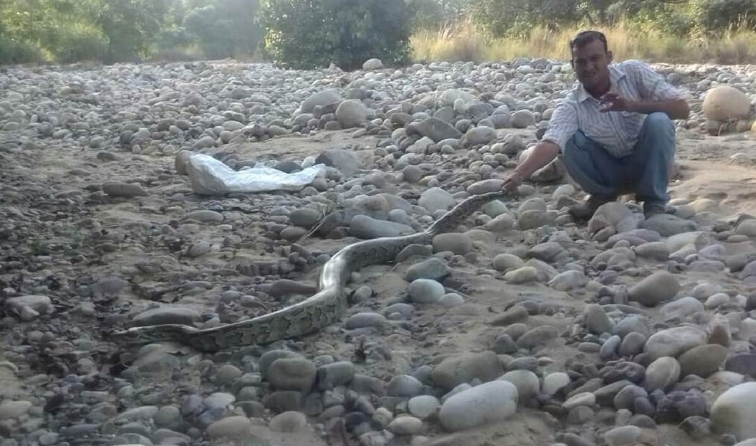 giant python stucked in Fish net