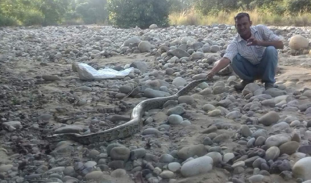 giant python stucked in Fish net