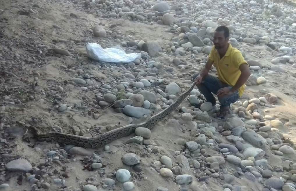 Giant Python found in colony garbage 