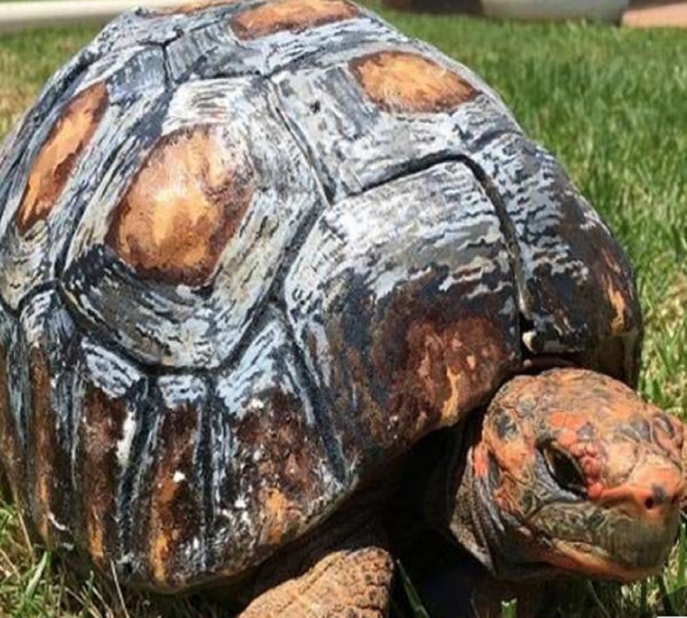 feng shui vastu tips turtle position for house and shop prosperity