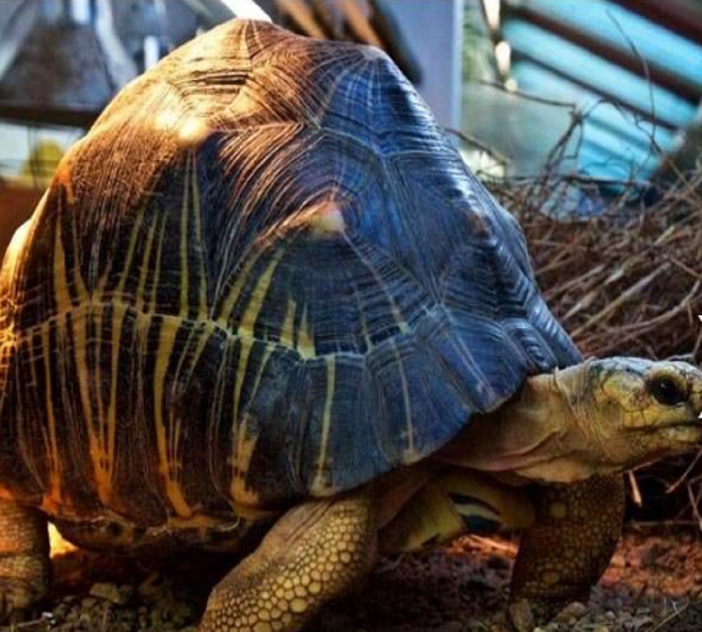 tortoise leave the zoo to meet its girlfriend in Jersey Island