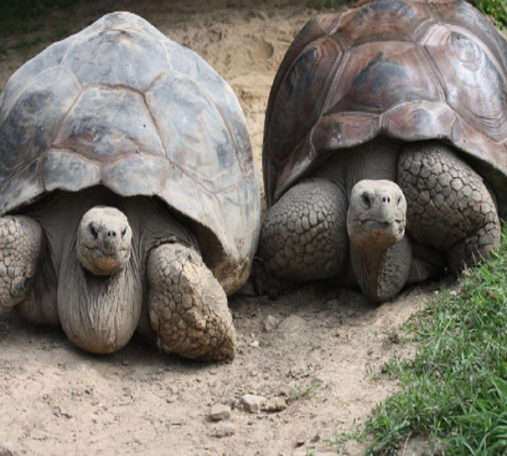 tortoise leave the zoo to meet its girlfriend in Jersey Island