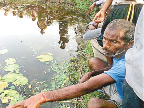 Hundreds of fish have died in the pond