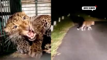 Leopard rescued from 90-feet deep well in jaipur and also seen in dehradoon 