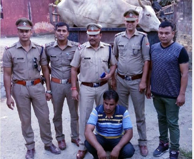 31 cows and calves recovered from slaughter