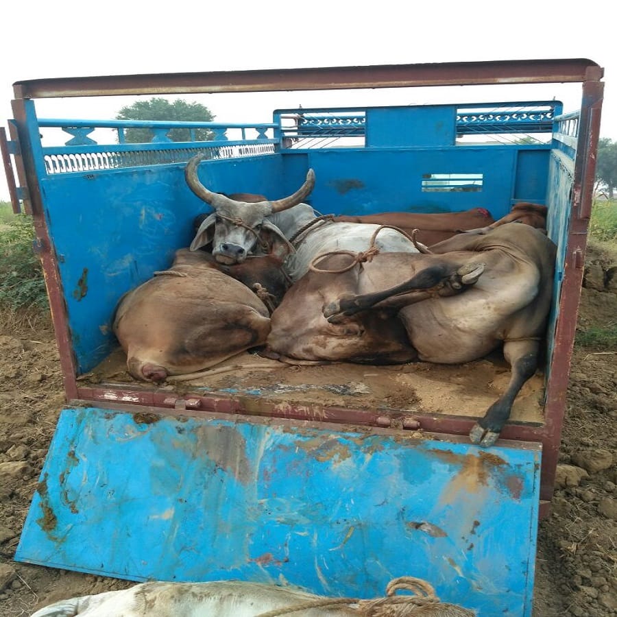 firing between cow smuggler and police near alwar