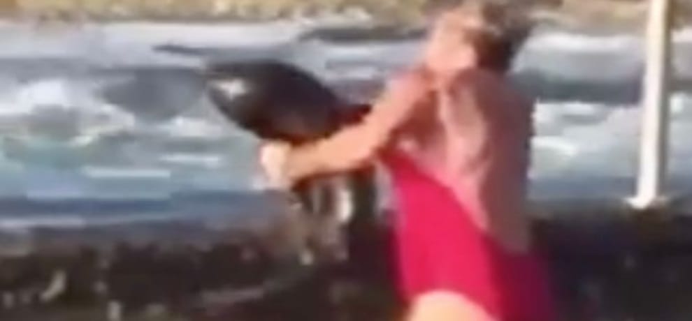 video goes viral of a mum wrestles with shark in a swimming pool at australia