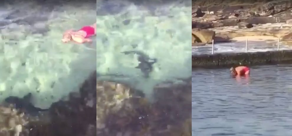 video goes viral of a mum wrestles with shark in a swimming pool at australia