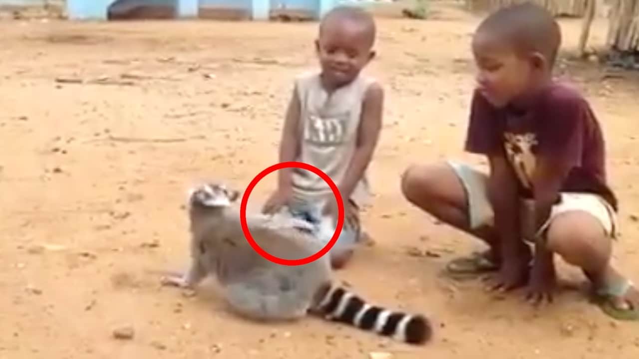 वायरल वीडियो 