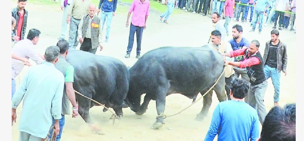 dc and sp filed affidavit in sayar mela buffalo fight issue