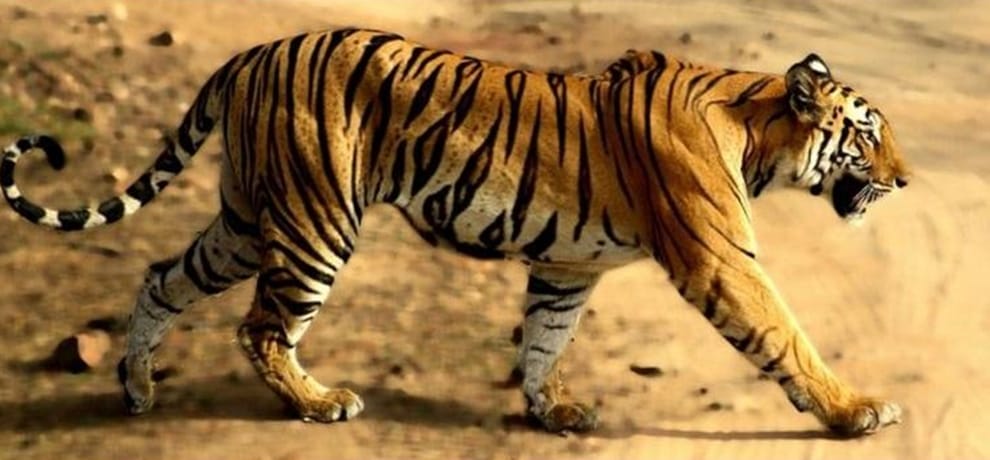 tigress Bor Tiger Reserve travels 500km in 76 days will face bullets or a life in captivity