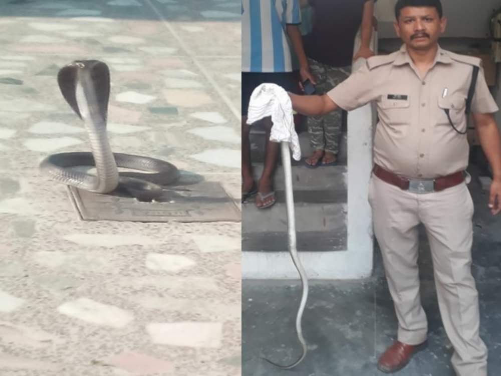 cobra rescue from house Veranda in dehradun