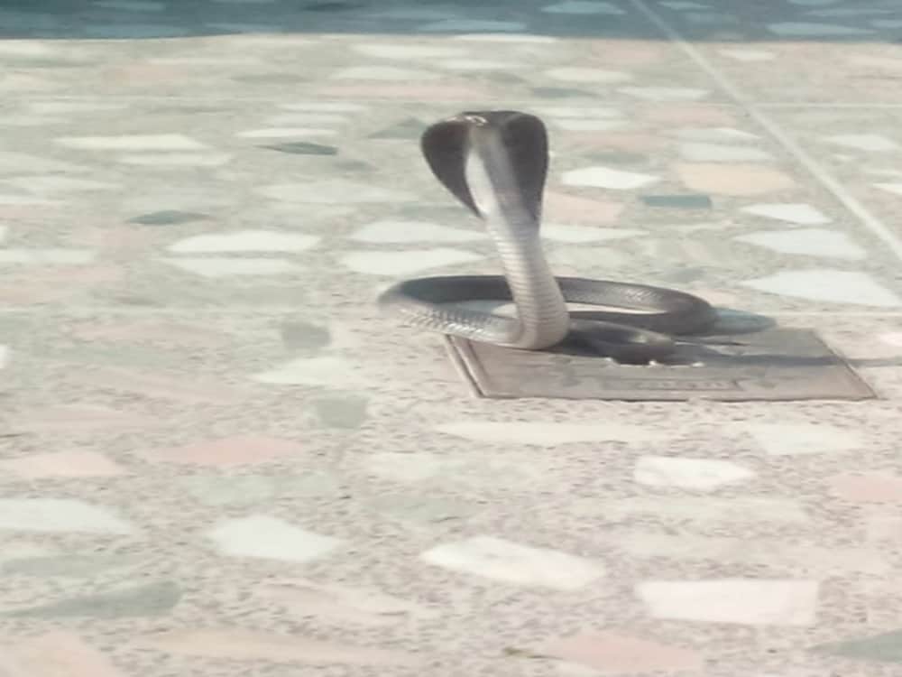 cobra rescue from house Veranda in dehradun