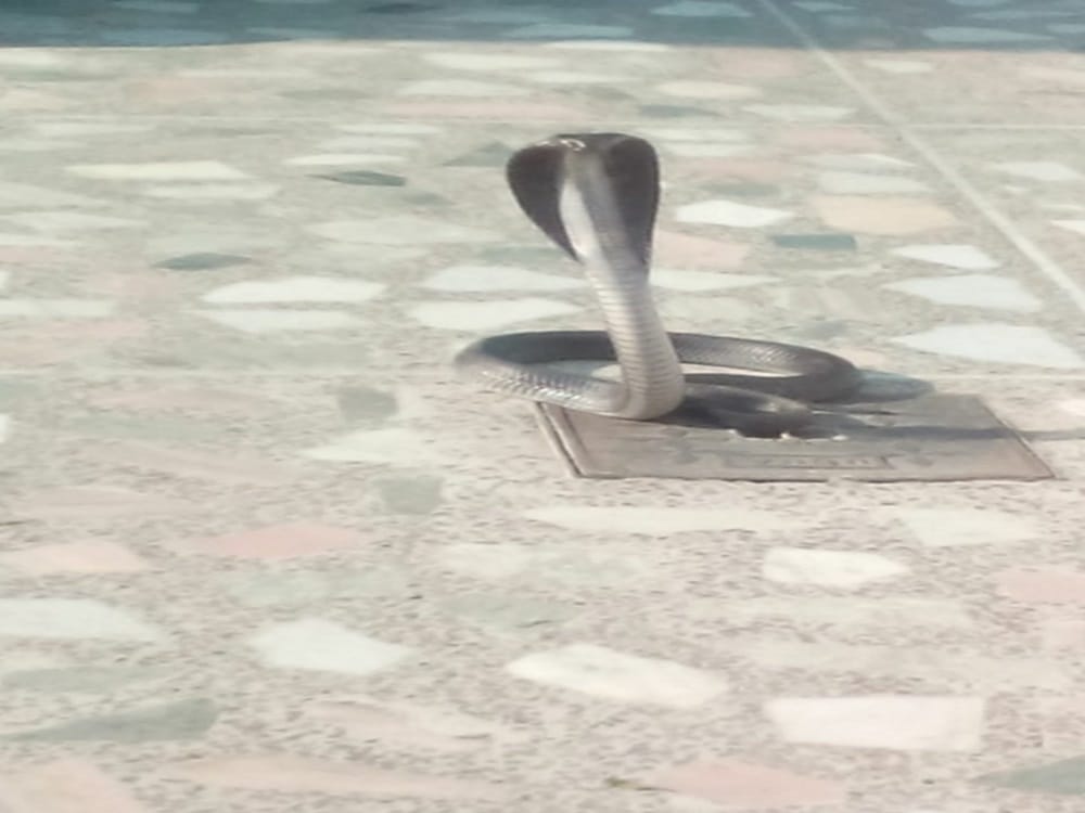 cobra rescue from house Veranda in dehradun