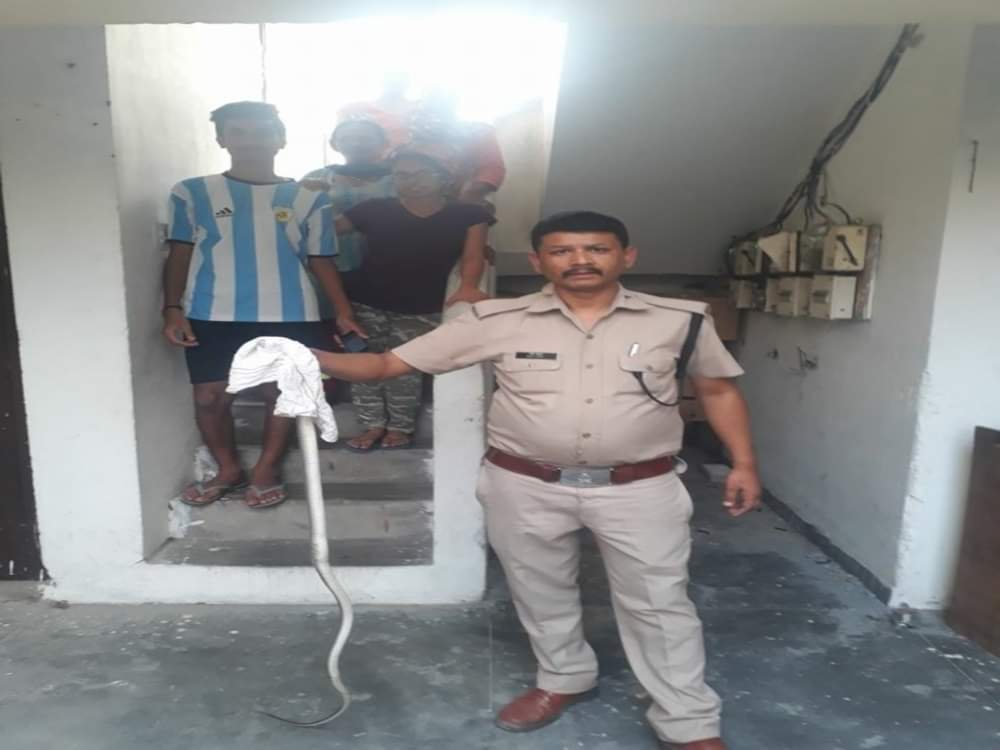 cobra rescue from house Veranda in dehradun