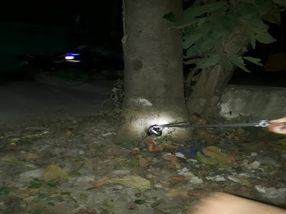 cobra rescue from house Veranda in dehradun