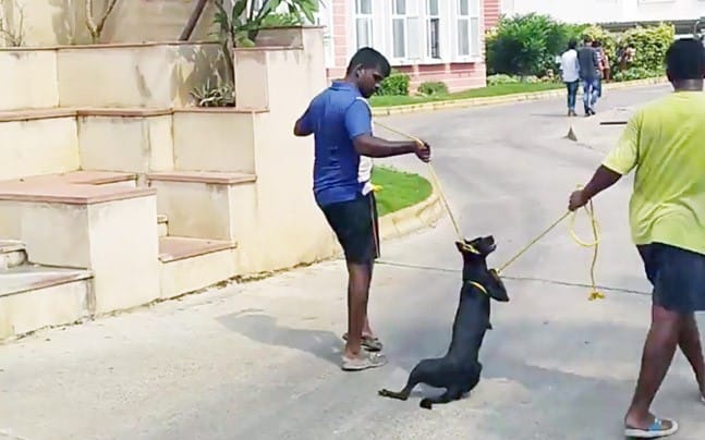 chennai two men dragging a dog down a fleet of stairs, with leashes around its chest and throat