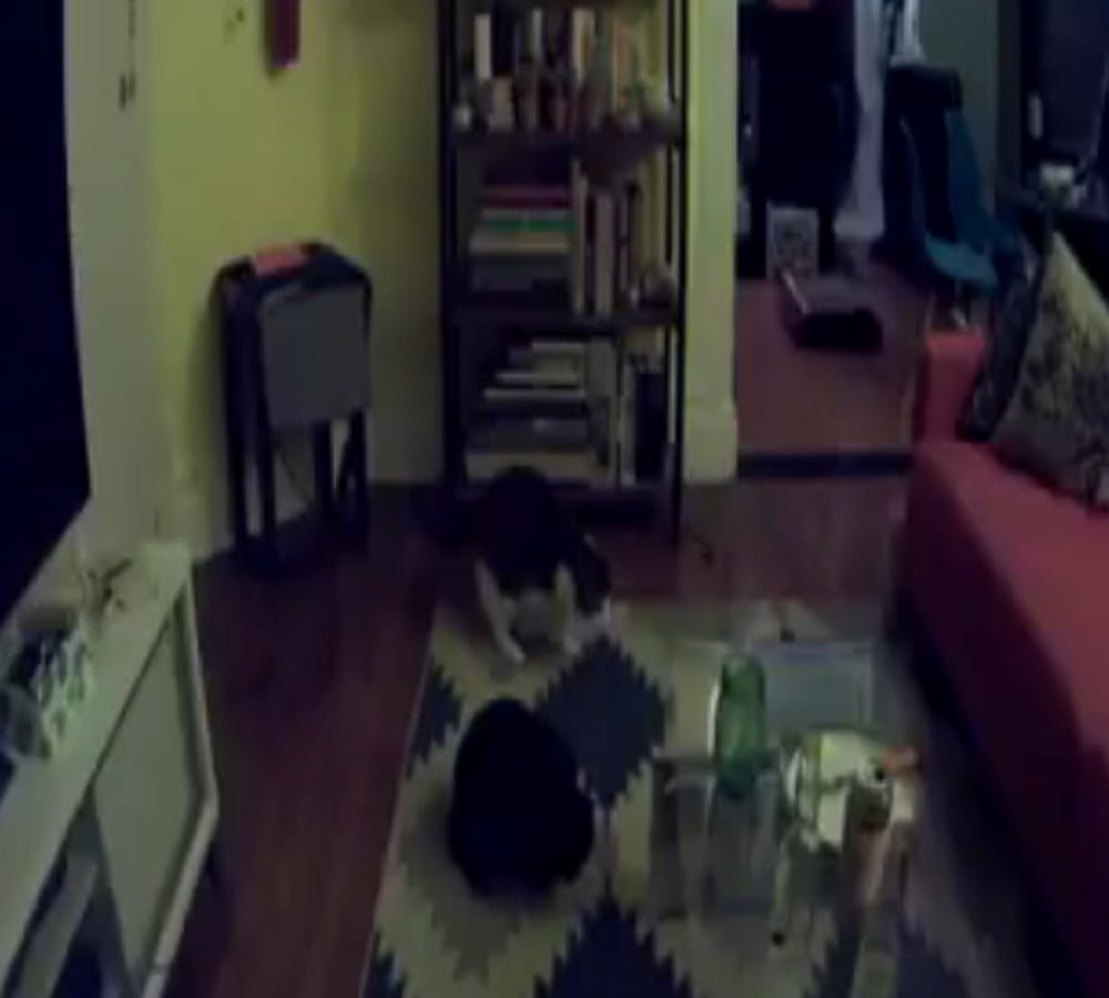 Adam Ellis shared another haunted video where cat see something unusual thing 