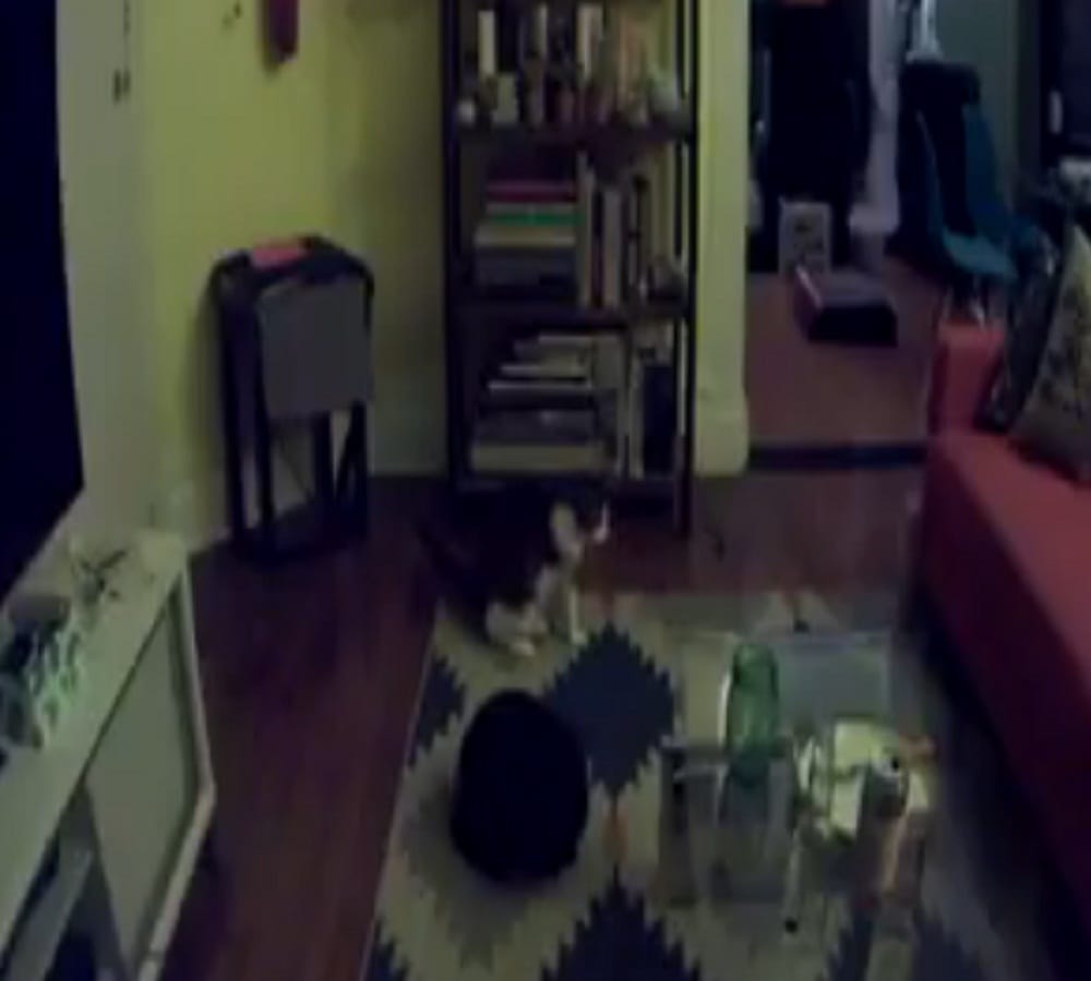Adam Ellis shared another haunted video where cat see something unusual thing 
