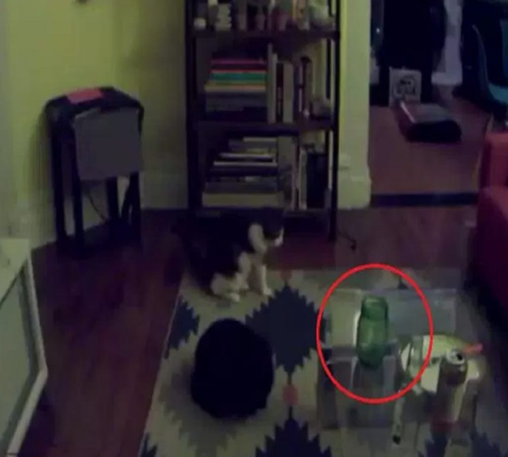 Adam Ellis shared another haunted video where cat see something unusual thing 