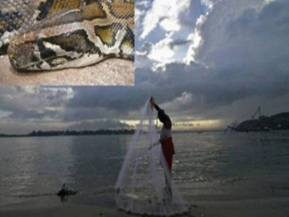 giant python stucked in Fish net