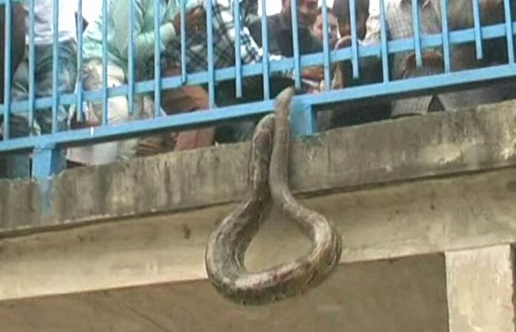python on jolly grant airport dehradun