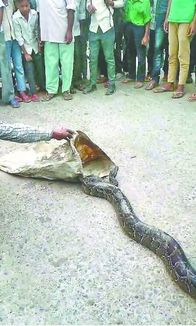 giant python stucked in Fish net