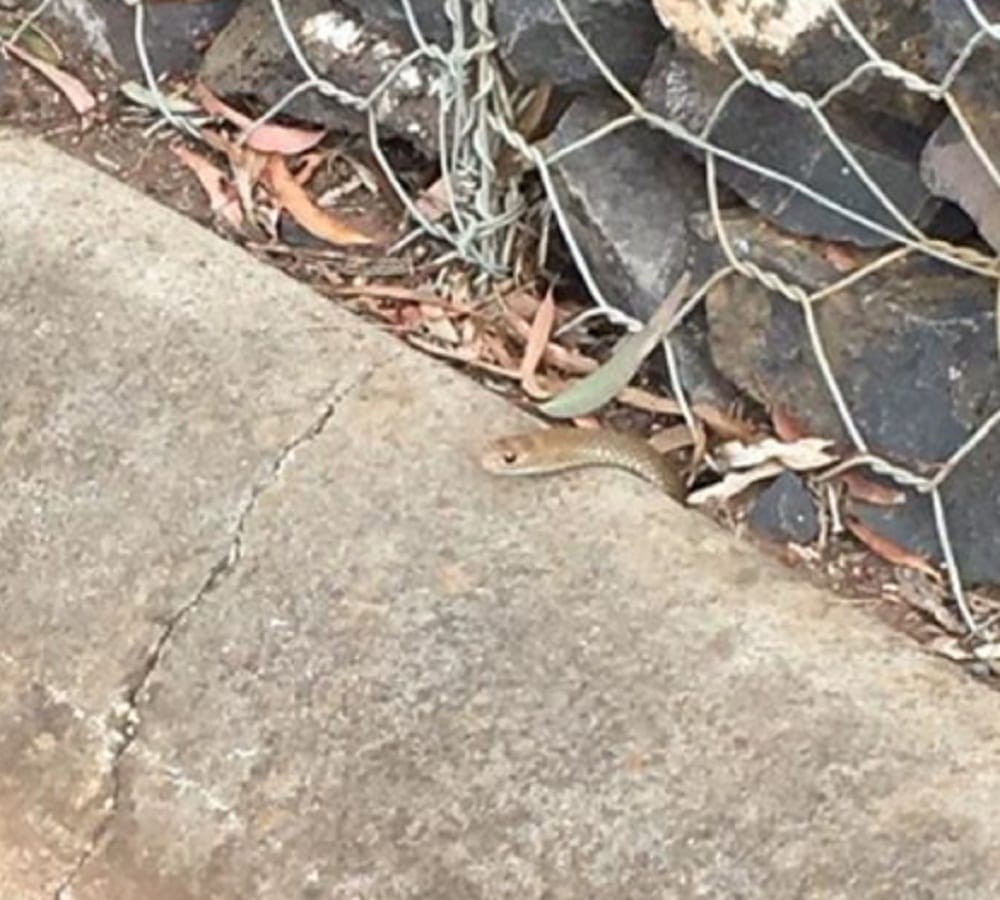 snake is hiding in this pic find it and quickly solve the puzzle 