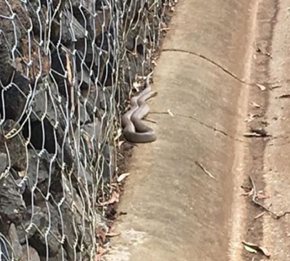 snake is hiding in this pic find it and quickly solve the puzzle 