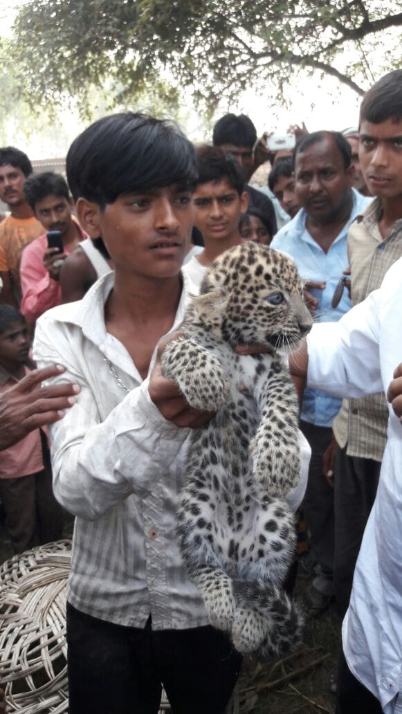 Leopard left her CUB in village