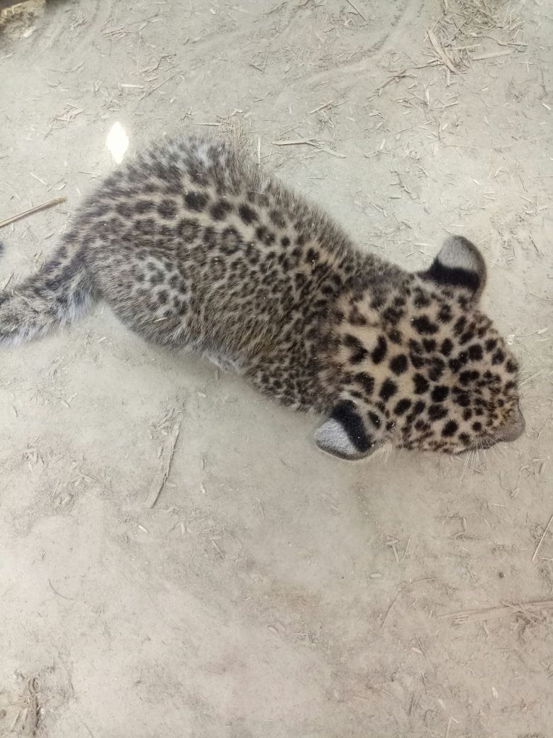 Leopard left her CUB in village