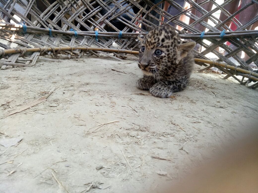 Leopard left her CUB in village
