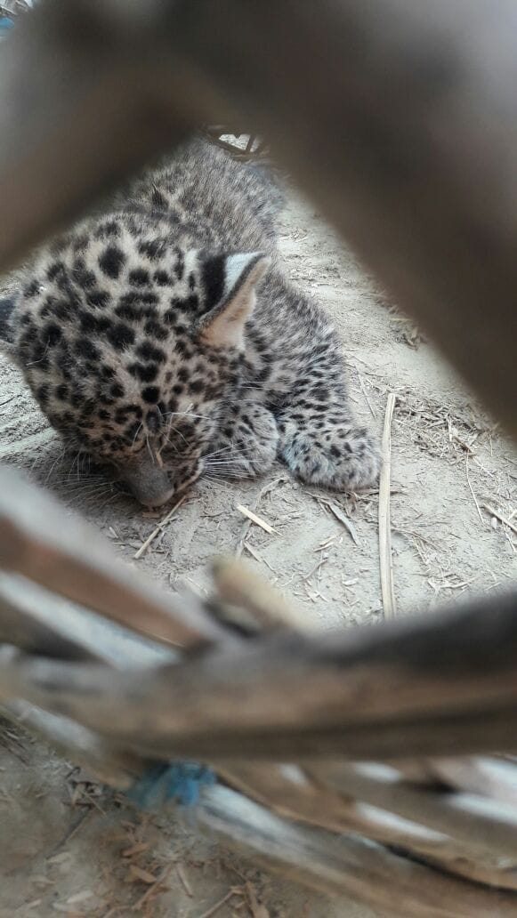 Leopard left her CUB in village