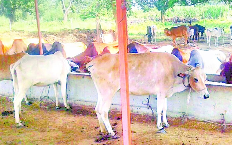 cattles died due to starvation in faizabad