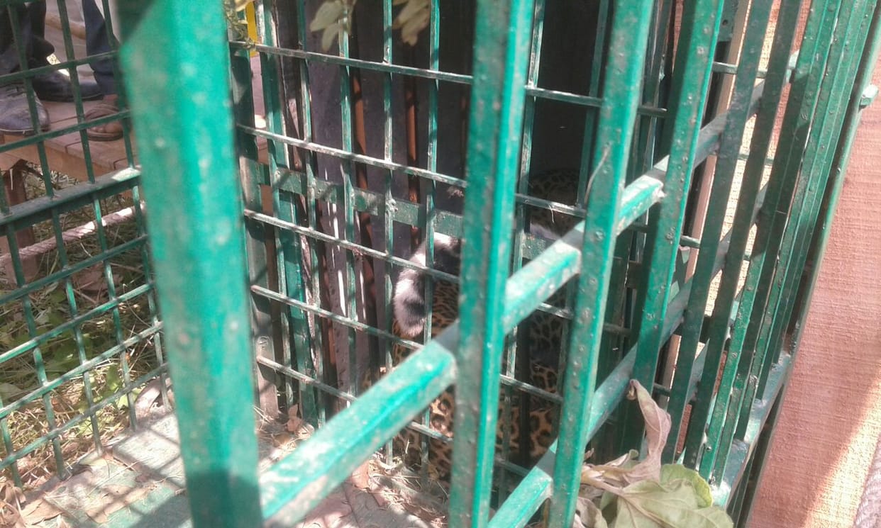 Leopard caught by forest department