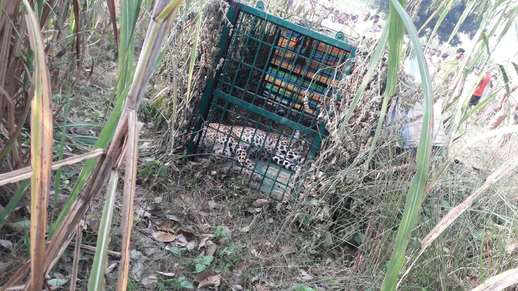 Leopard caught by forest department