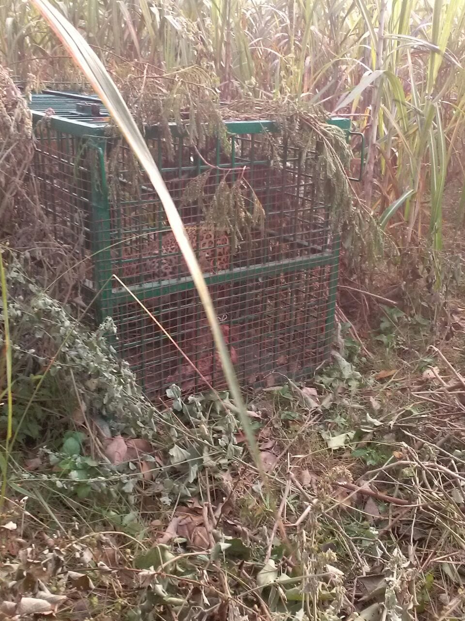 Leopard caught by forest department