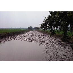 रेड़ा ले रही धान की फसलें पानी के अभाव में हो रही बर्बाद