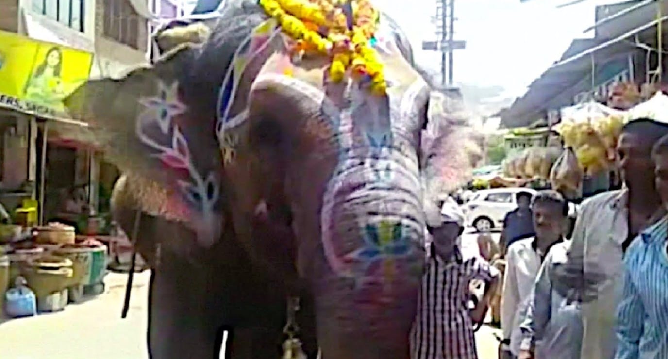 This Elephant loves eating paan at some special shops in his list