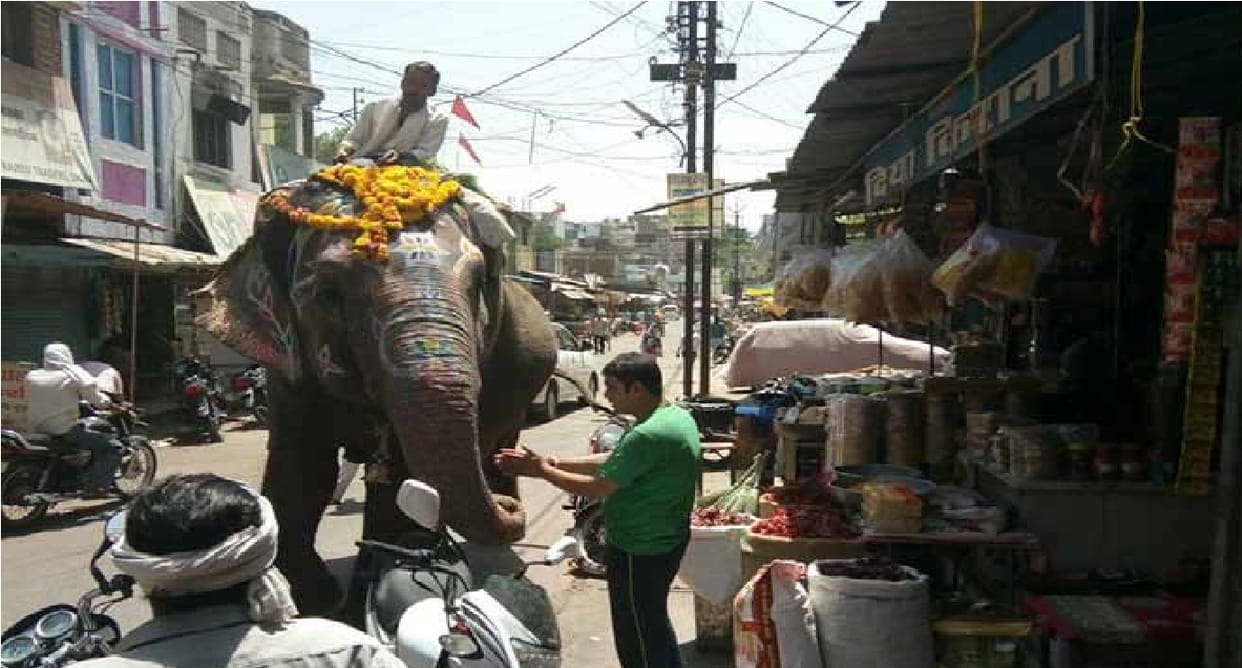 This Elephant loves eating paan at some special shops in his list
