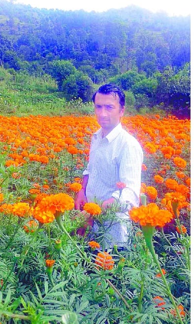 'Flowers of employment' on rocky ground