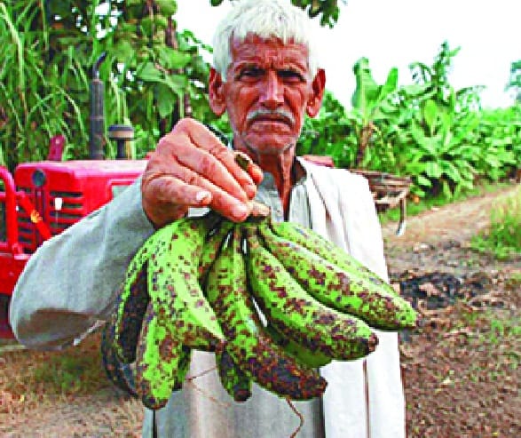 Banana has done amazing in the sugarcane belt